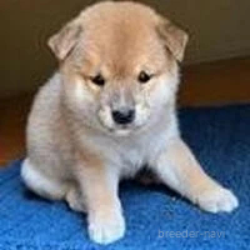 販売中の熊本県の豆柴-410738の3枚目